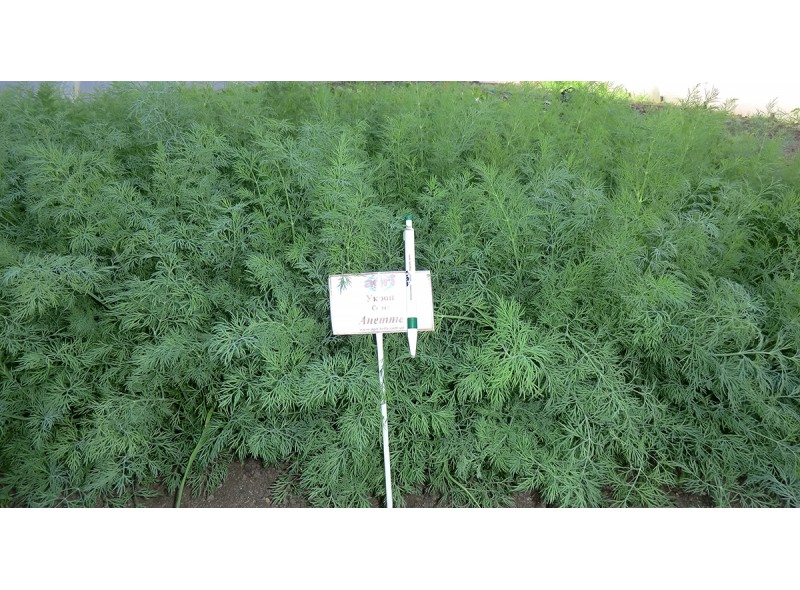 Насіння кропу Аннет 500 гр., Agri-Saaten